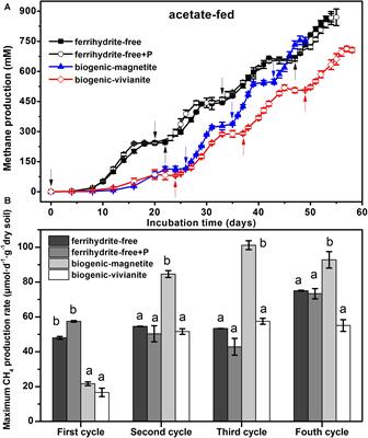 Methanogenic Activity and Microbial Community Structure in Response to Different Mineralization Pathways of Ferrihydrite in Paddy Soil